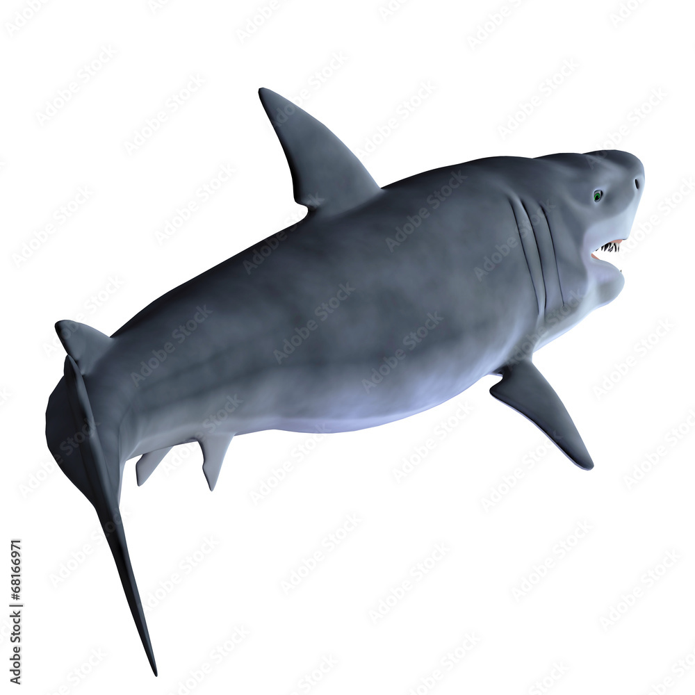 shark 3d shark 3d