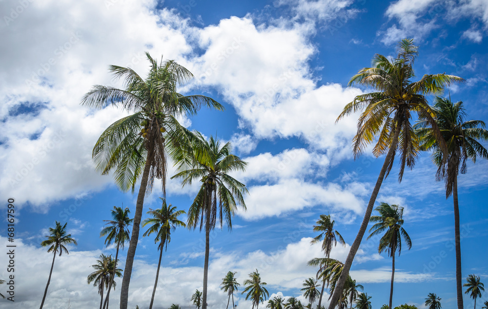 Coconut palm tree on blue sky