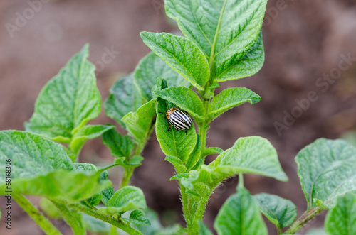 colorado beetle bug move on potato plant leaves photo