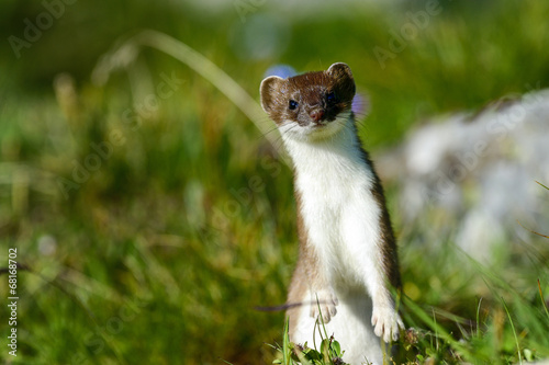 Foto stoat at großglockner