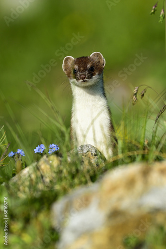 stoat at großglockner photo