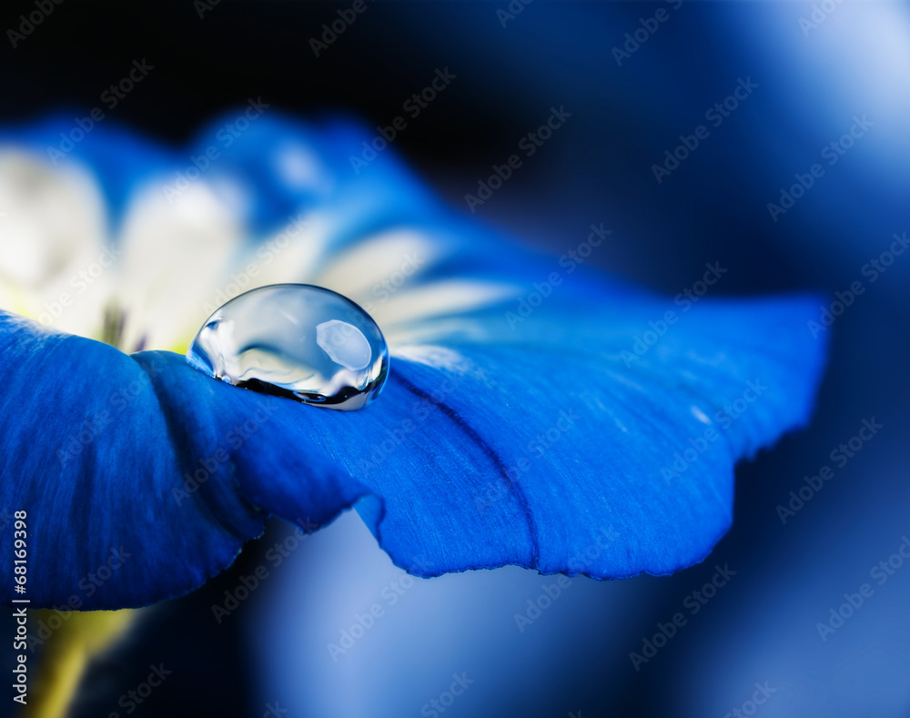 Fototapeta premium niebieski kwiat z kroplą rosy