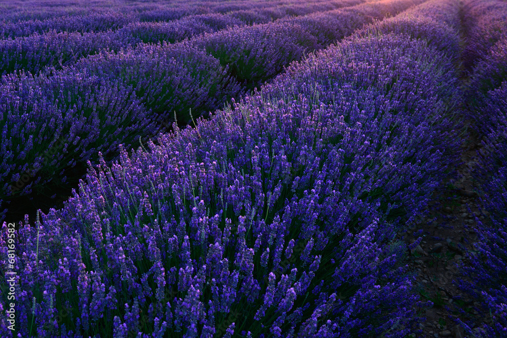 Obraz premium Lavender field
