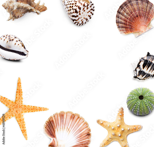 Seesterne, Muscheln und Schnecken