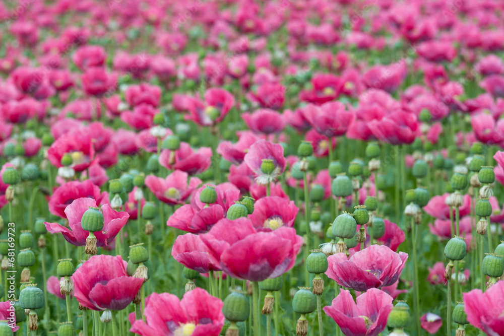 Seed capsules and pink Papaver flowers