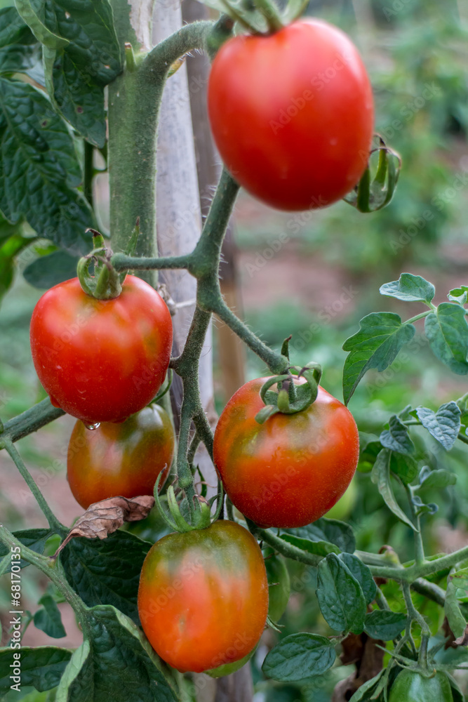 tomatoes in plant from garden