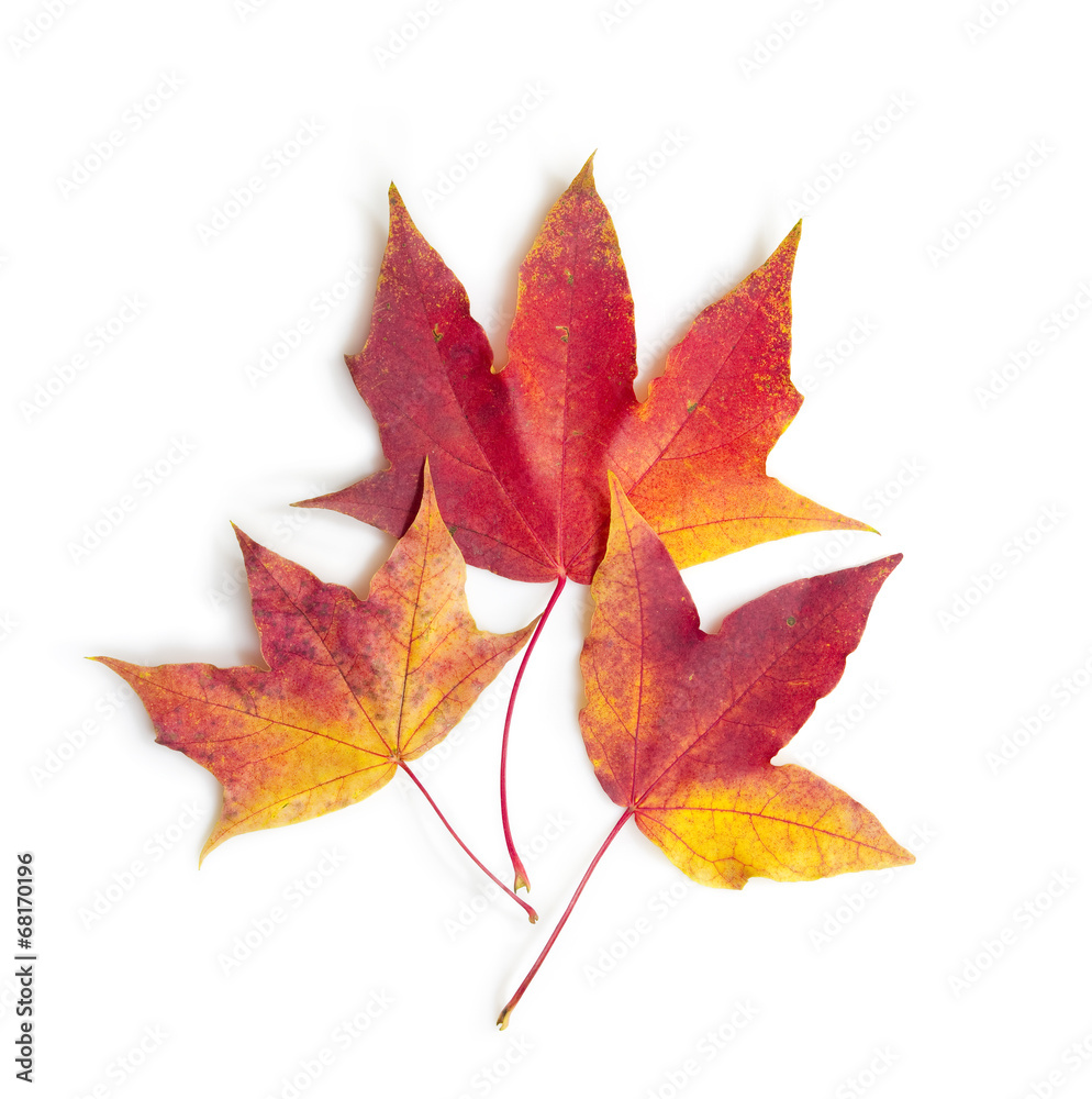 autumn leaves isolated on white background