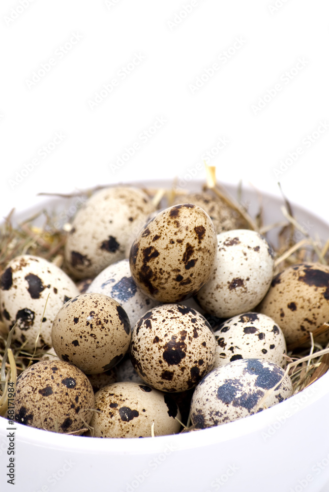 Fototapeta premium Quail eggs