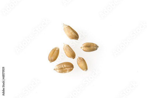 Weizenkoerner, Weizen, Triticum, aestivum, photo