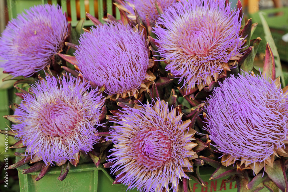 Fototapeta premium purple flowers of artichoke on daily market in Florence