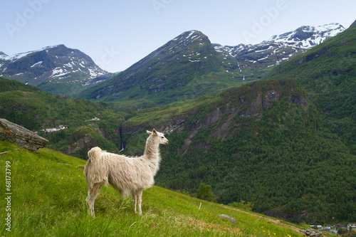 llamas in the mountains.
