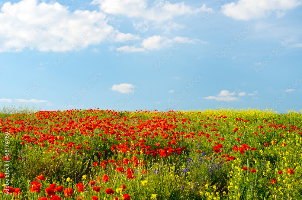 Wonderful landscape with a field of poppies and other colorful w