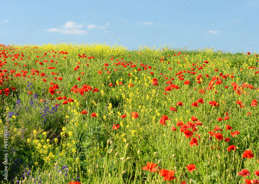 Wonderful landscape with a field of poppies and other colorful w