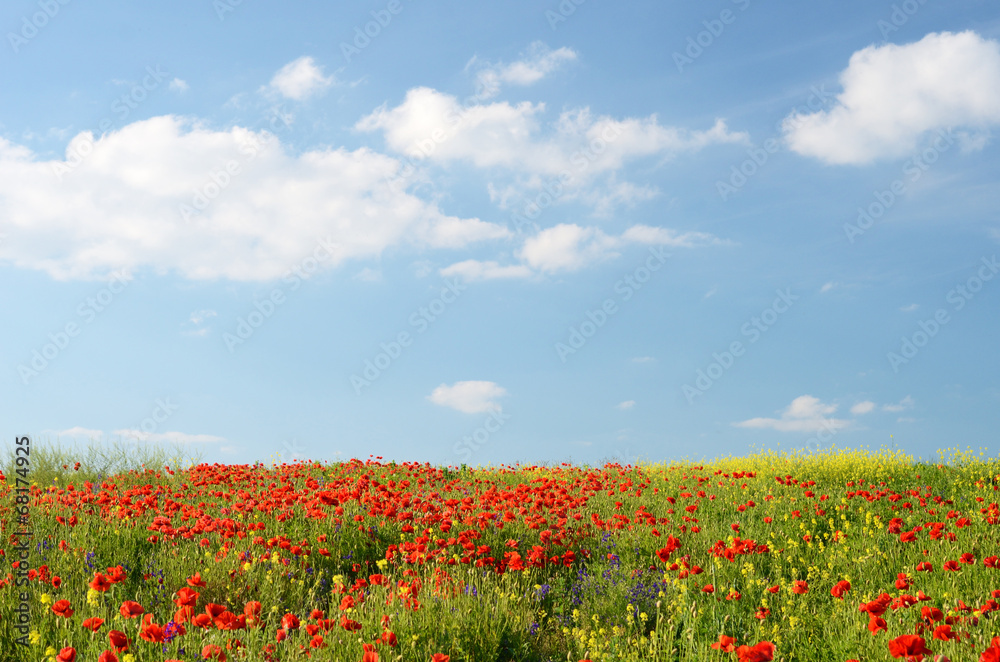 Field of poppies and other colorful wildflowers on a background
