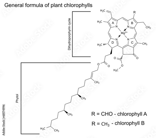 Generalchemical formula of plant chlorophyll molecules