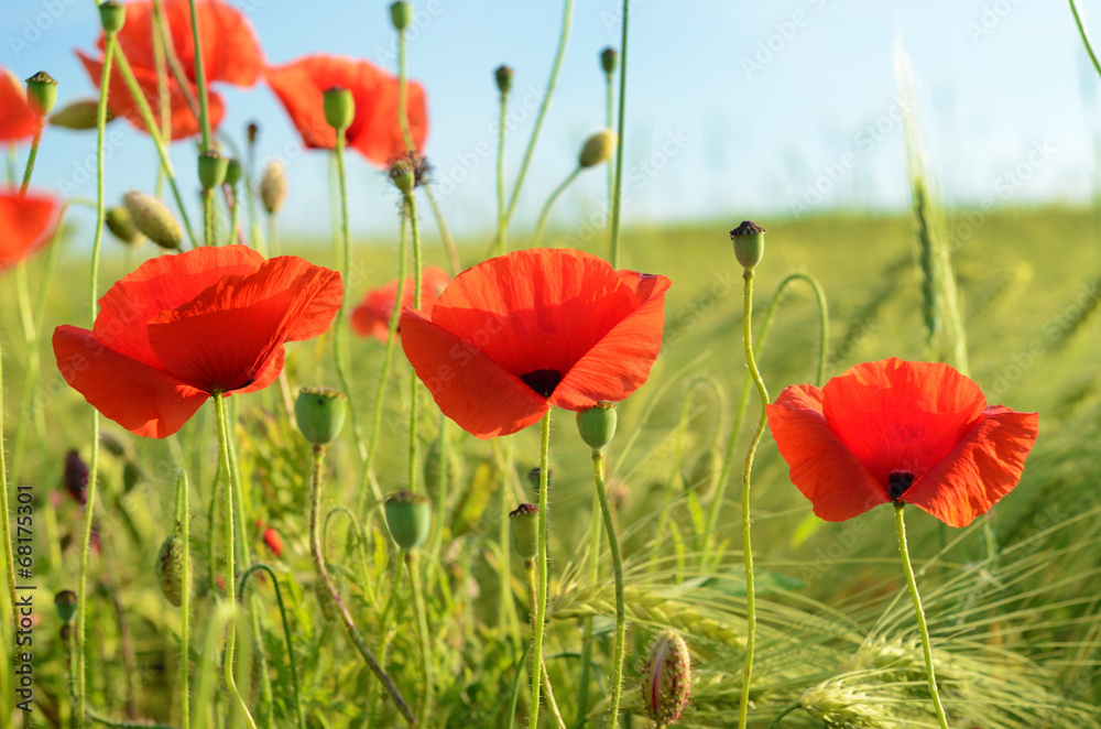 Naklejka premium Beautiful poppy flowers in a field against the sky in pastel col
