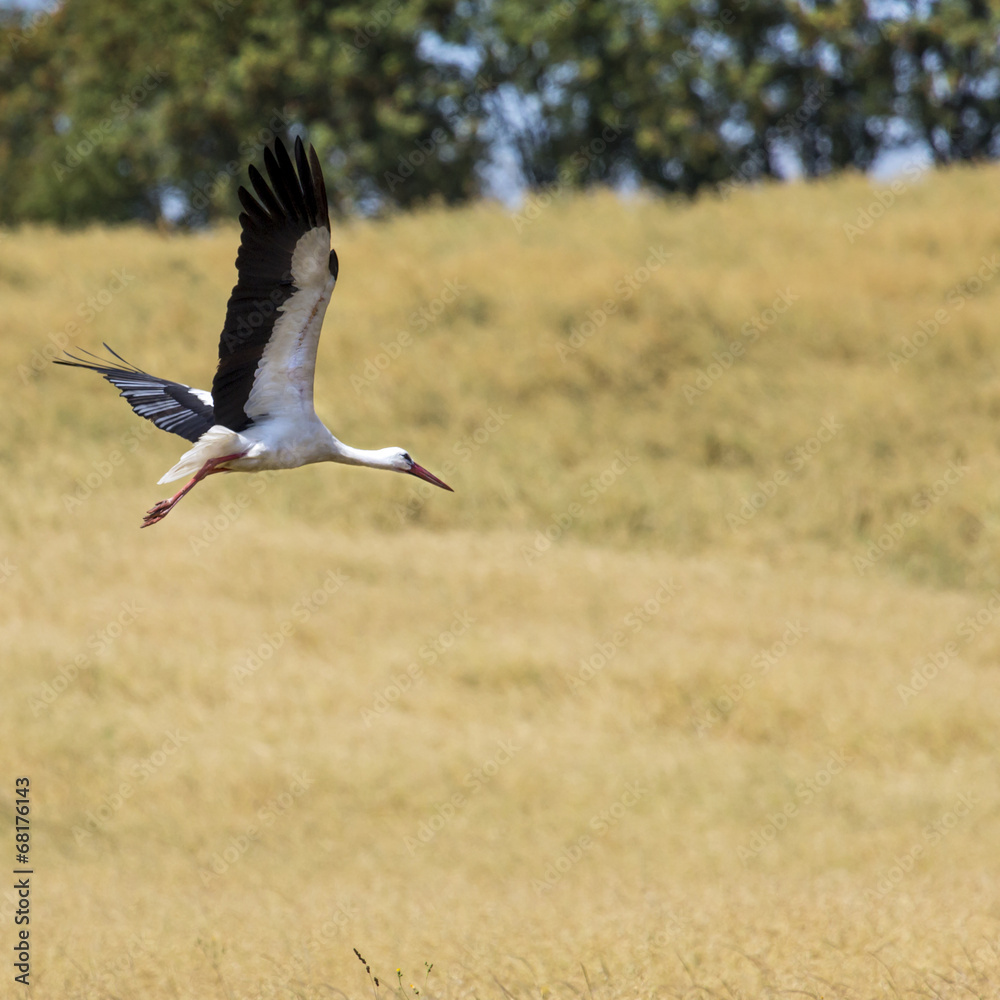 Fototapeta premium A Stork in flight in Suwalki Landscape Park, Poland.