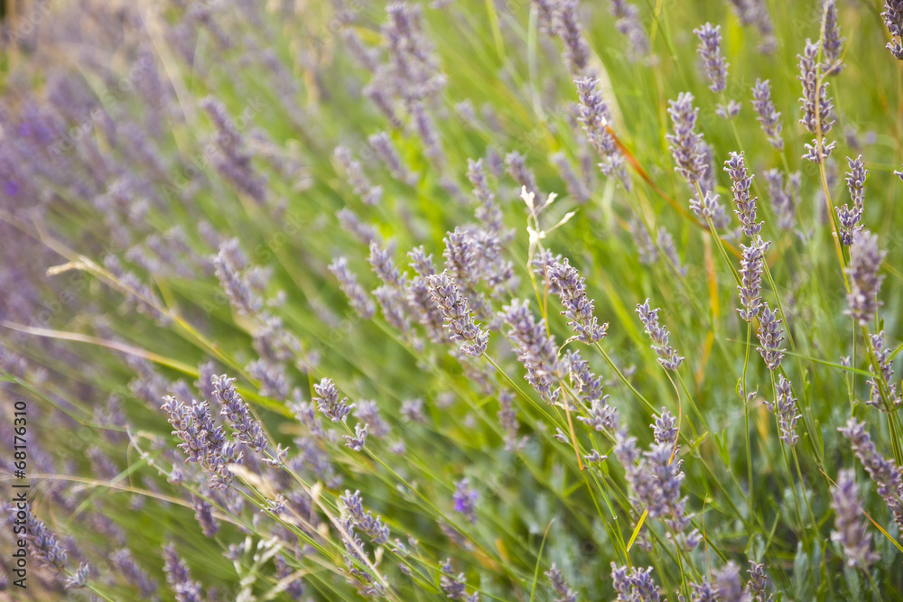 Lavender Lavender