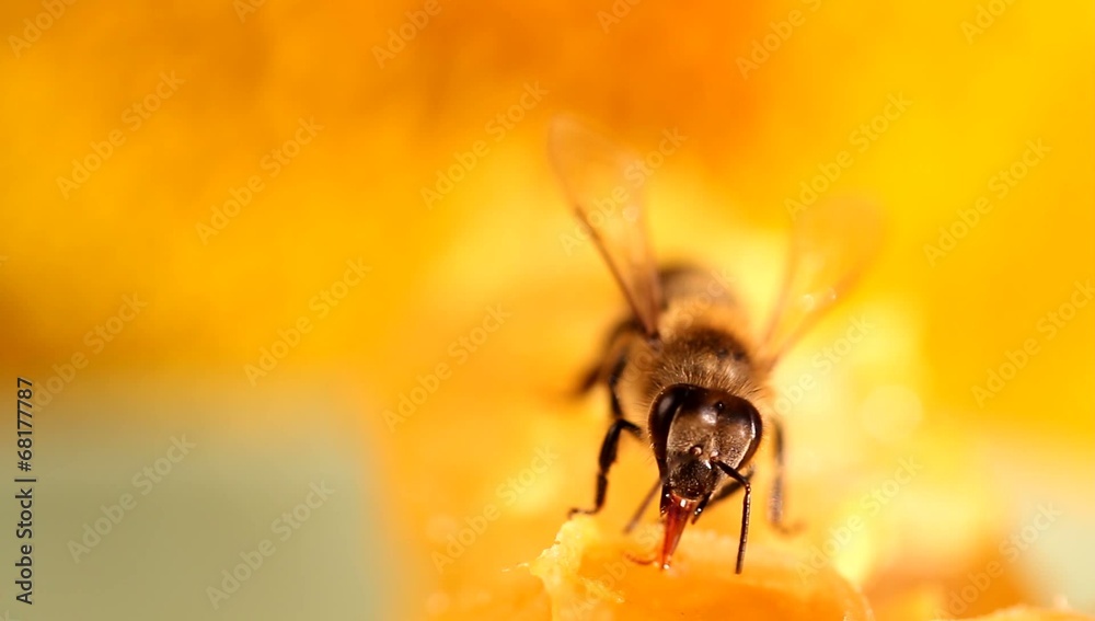 Bee gathering honey and nectar with proboscis