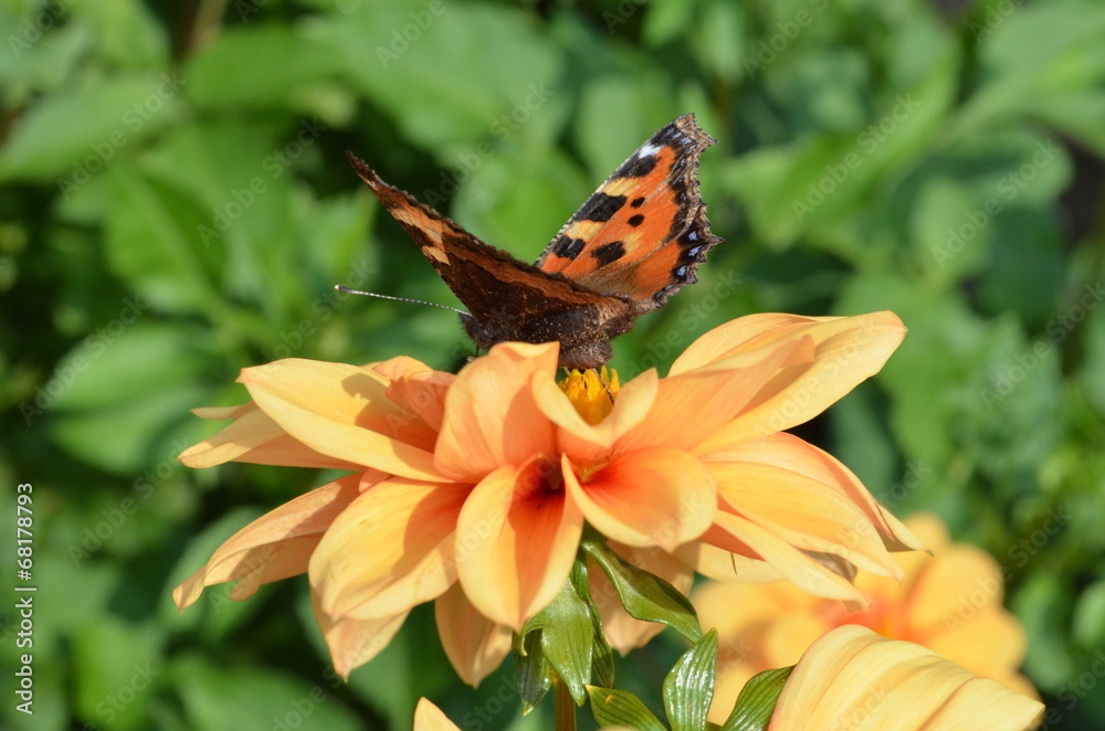 orangene Dahlienblüte mit Schmetterling