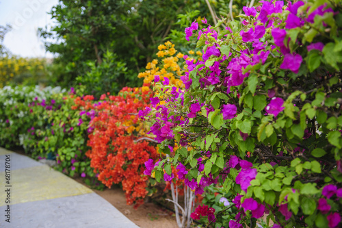 Colorful bougainvillea flowers