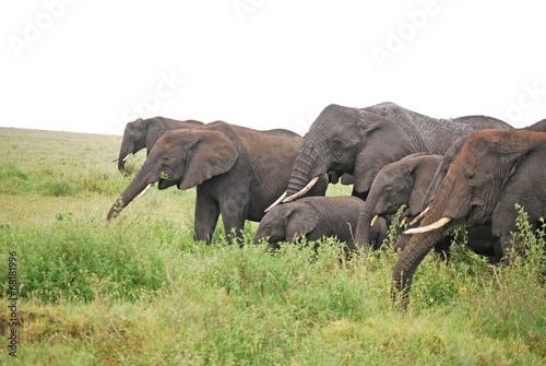 Wild elephants
