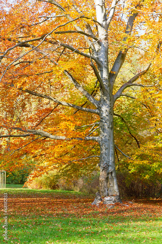 autumn park with tree