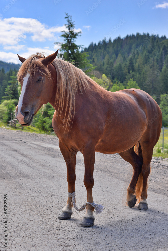 Beautiful horse standing on the road, Carpathians Beautiful horse standing on the road, Carpathians