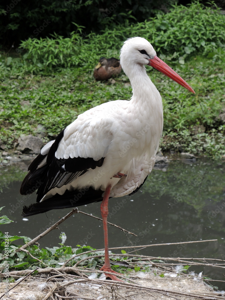 Fototapeta premium Cigogne 2