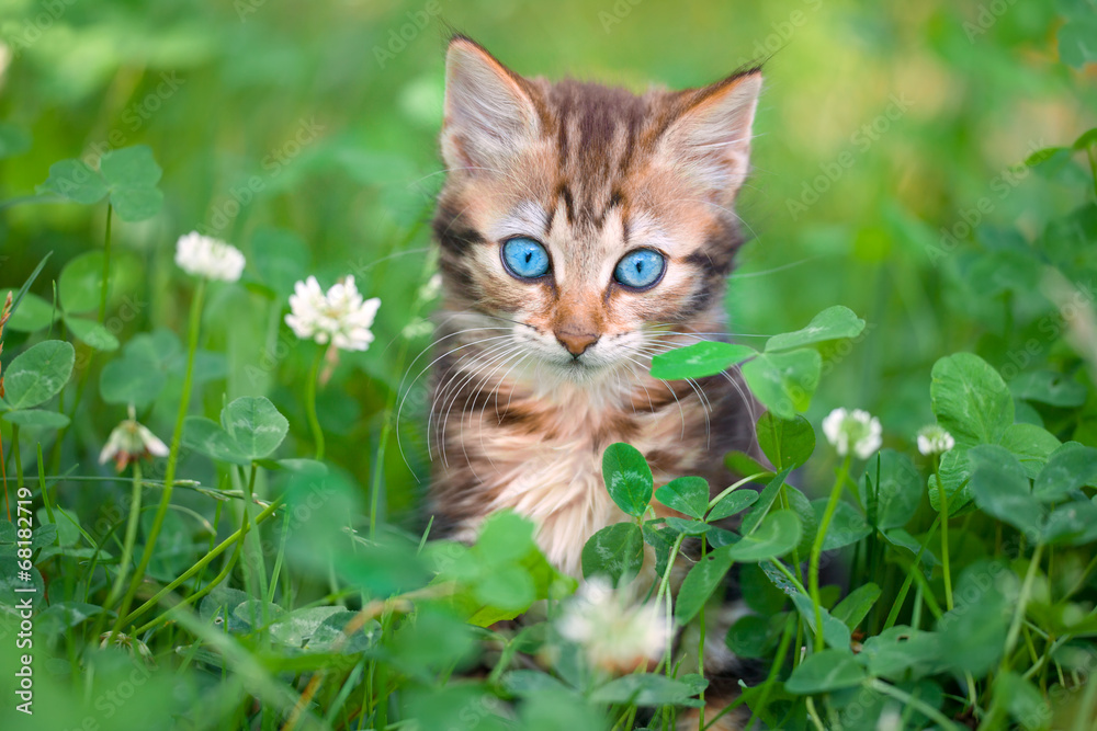cute little kitten in the clover meadow