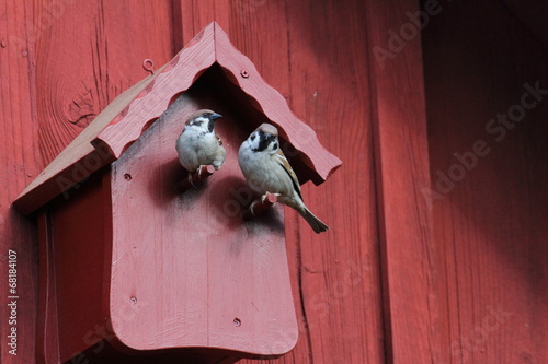 zwei balzende Sperlinge vorm roten Vogelhaus photo