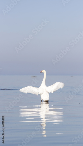White swan wings wide open in the sea