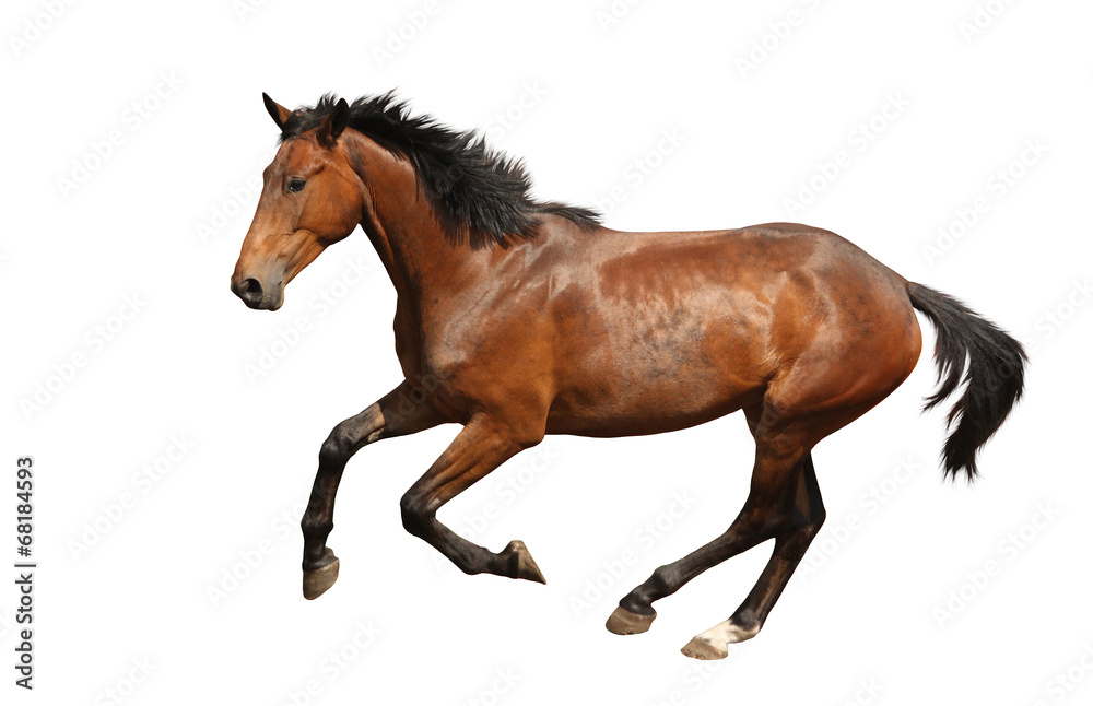 Brown horse galloping fast isolated on white Brown horse galloping fast isolated on white