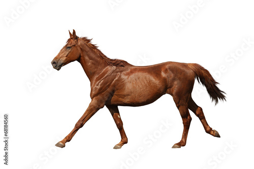 Brown horse galloping fast isolated on white © virgonira