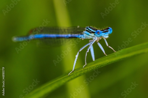 Blue dragonfly on the grass blade in the morning © erikzunec