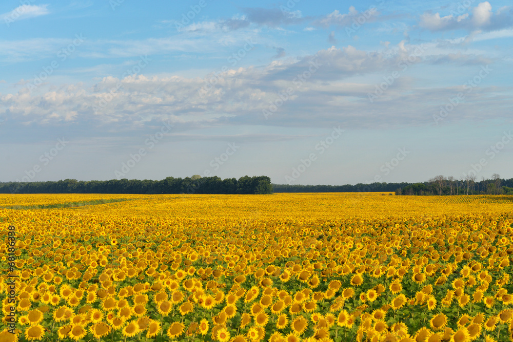 Sunflower field