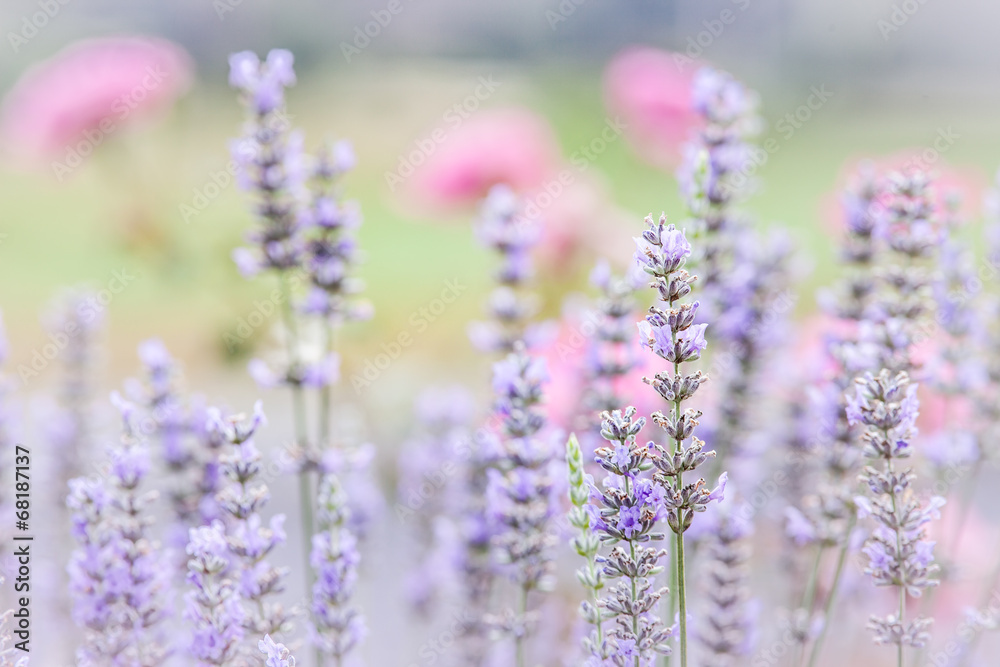 Obraz premium Lavender