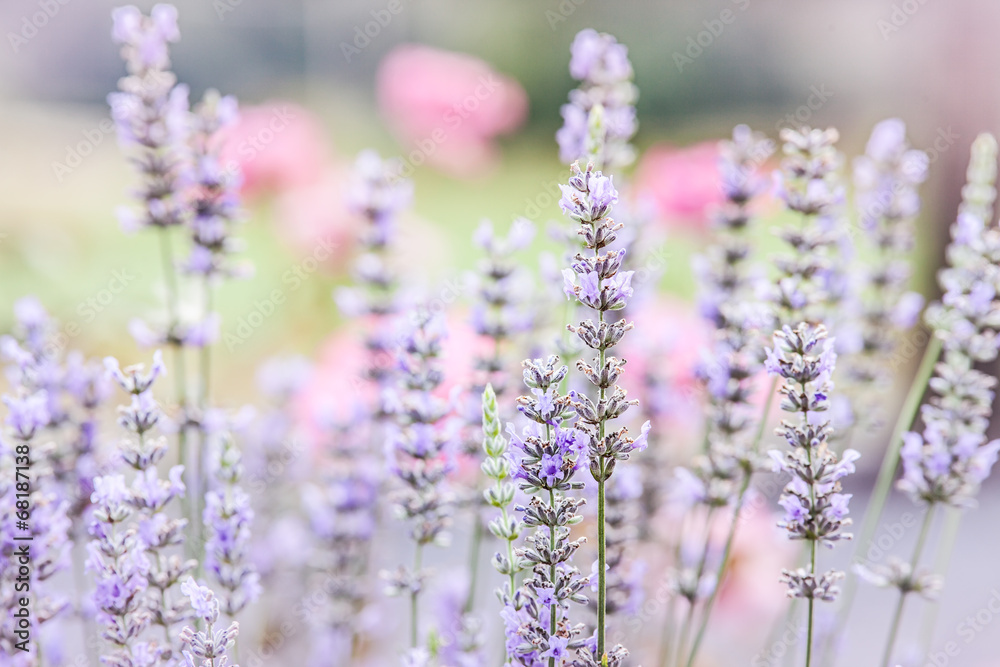 Obraz premium Lavender