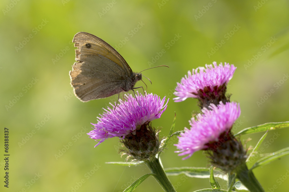 Brown meadow feeding on Thistle flowers Brown meadow feeding on Thistle flowers