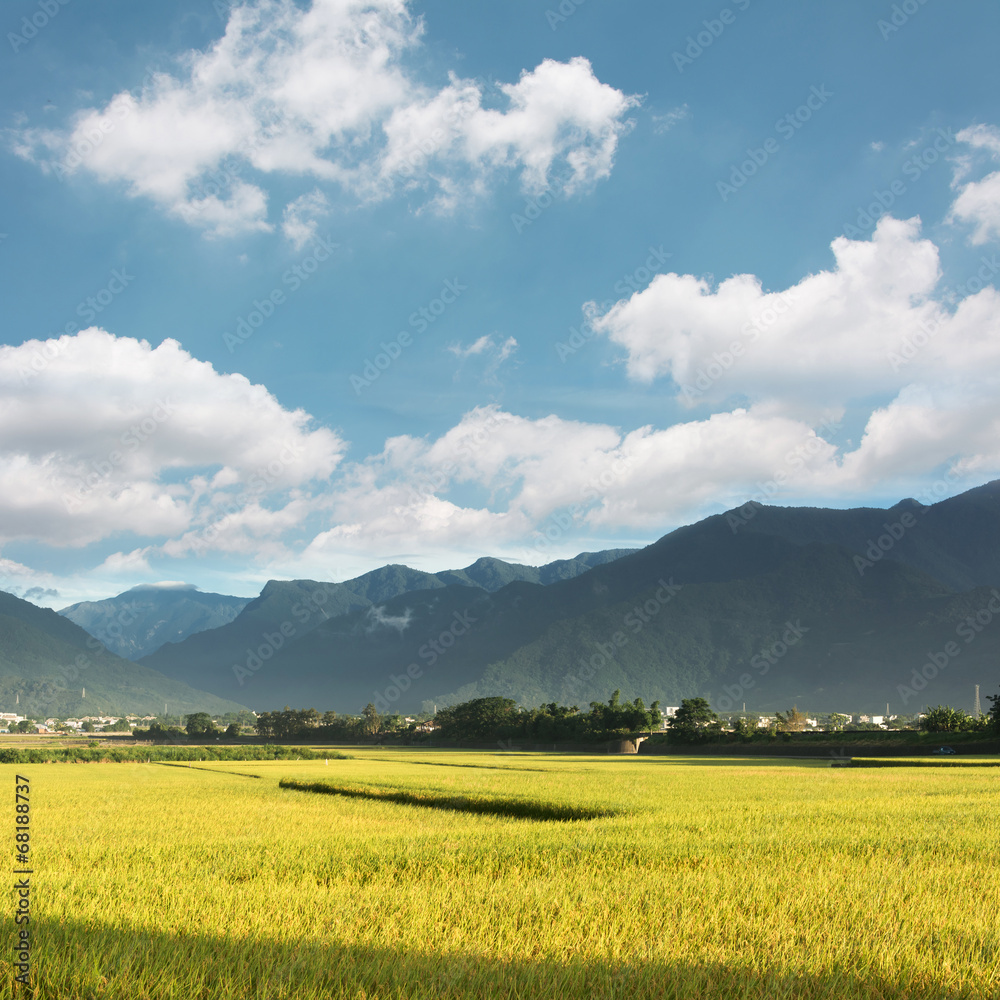 golden paddy rice farm
