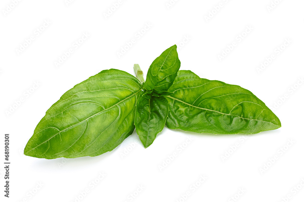Basil herb leaf Basil herb leaf
