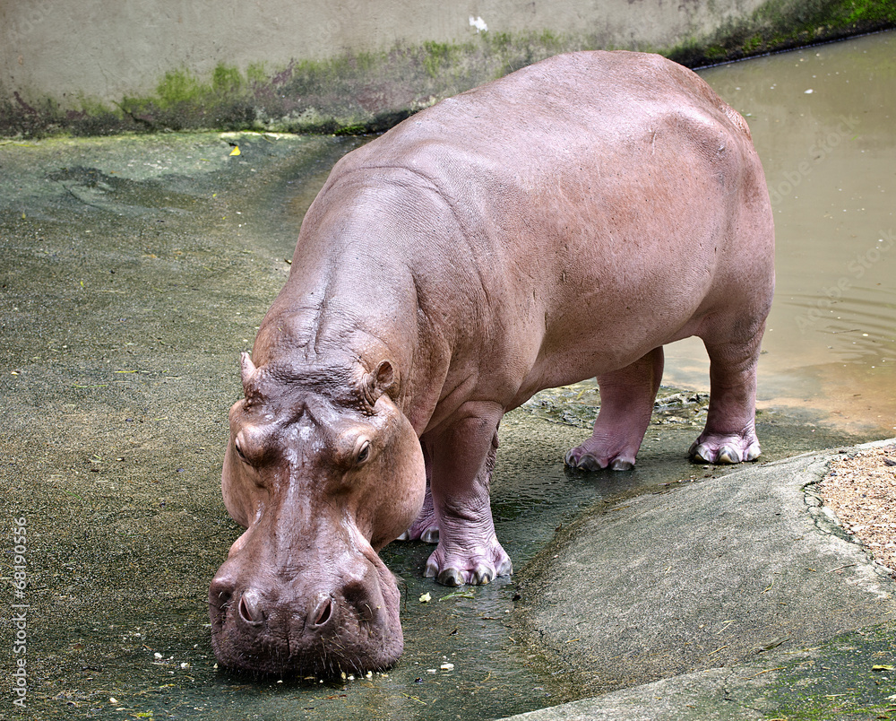 Naklejka premium hippopotamus