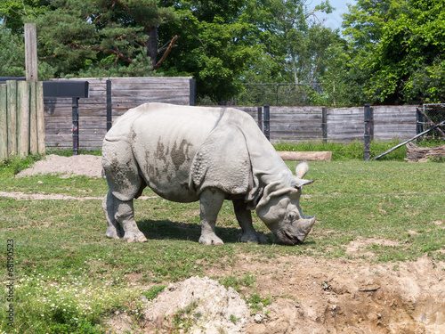 Photography Rhino in zoo