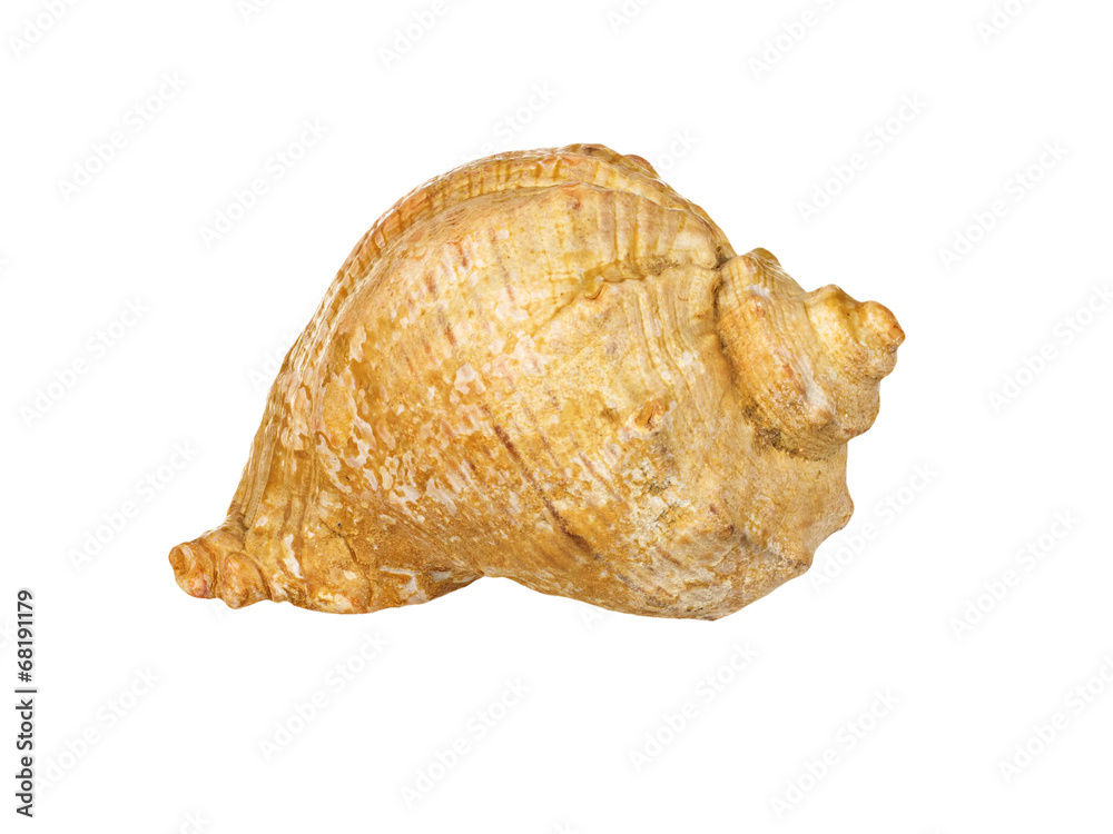 shell sea isolated on white background shell sea isolated on white background