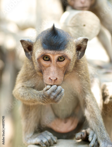 Cute infant Monkey eating © chuck