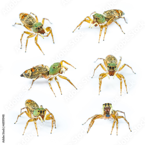 Isolated Female cosmophasis umbratica jumping spider