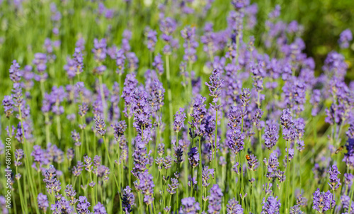 Purple flowering Lavender from close