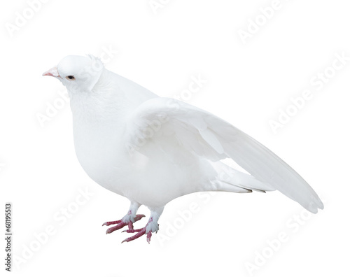 isolated white color pigeon with disclosed wings