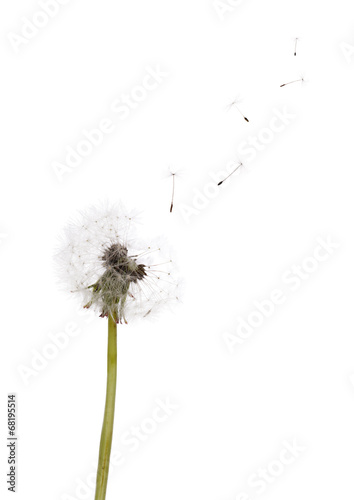 isolated on white dandelion seeds and plant