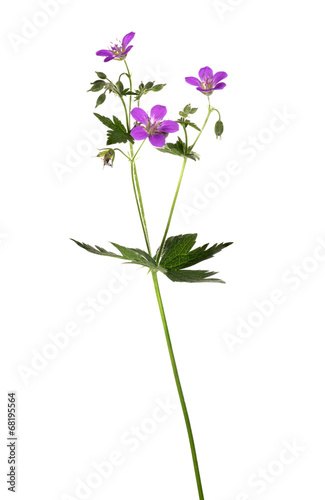 wild plant withthree small lilac flowers on white